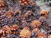 pine cones ground.jpg (56601 bytes)
