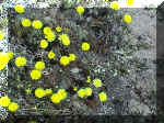 wildflowers2.jpg (92803 bytes)