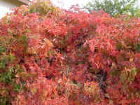 DSC00892red.jpg (36692 bytes)