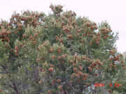 pine nuts coming.jpg (60880 bytes)